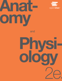 Anatomy and Physiology 2e